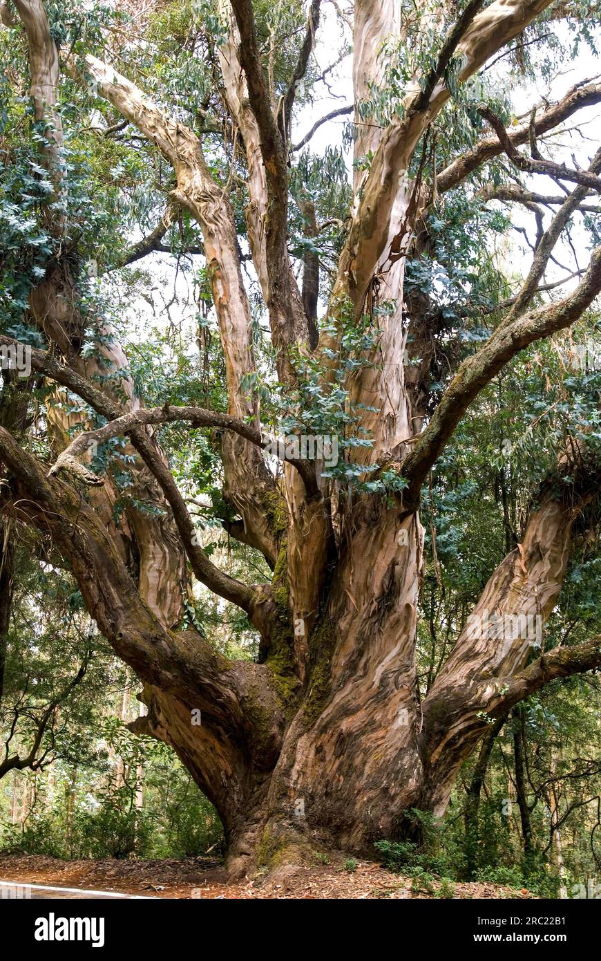Big sized (Eucalyptus) tree in Nilgiris, Ooty Udhagamandalam, Tamil