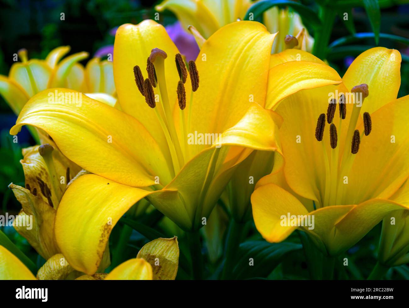 Easter lily (Lilium longiflorum) flower in Nehru park Kothagiri