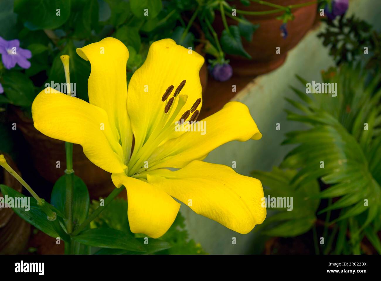Easter lily (Lilium longiflorum) flower in Nehru park Kothagiri