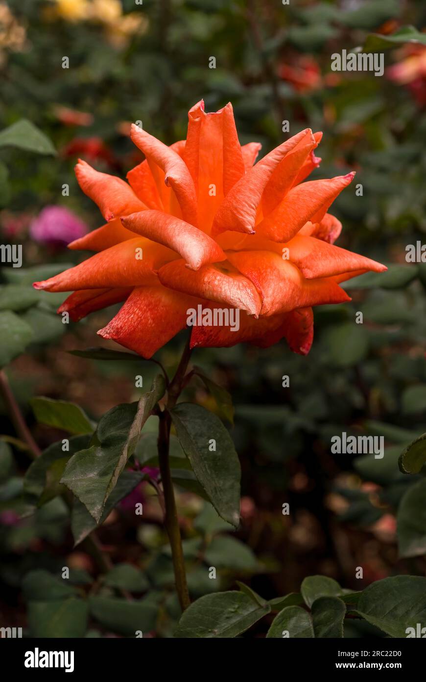 Landora rose flower Government Rose Garden Centenary Rose Park in