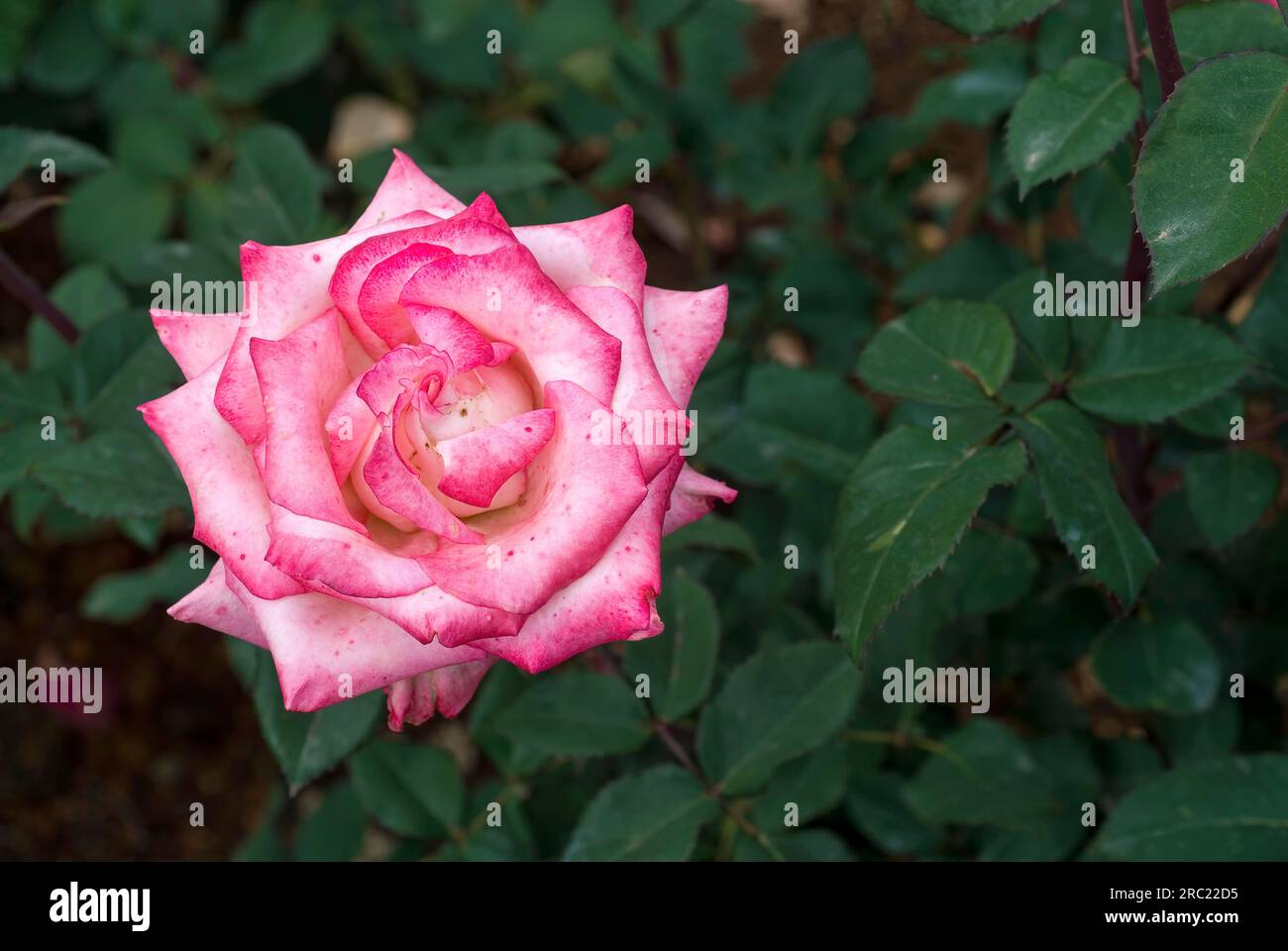 Rose flower Government Rose Garden Centenary Rose Park in Vijayanagaram