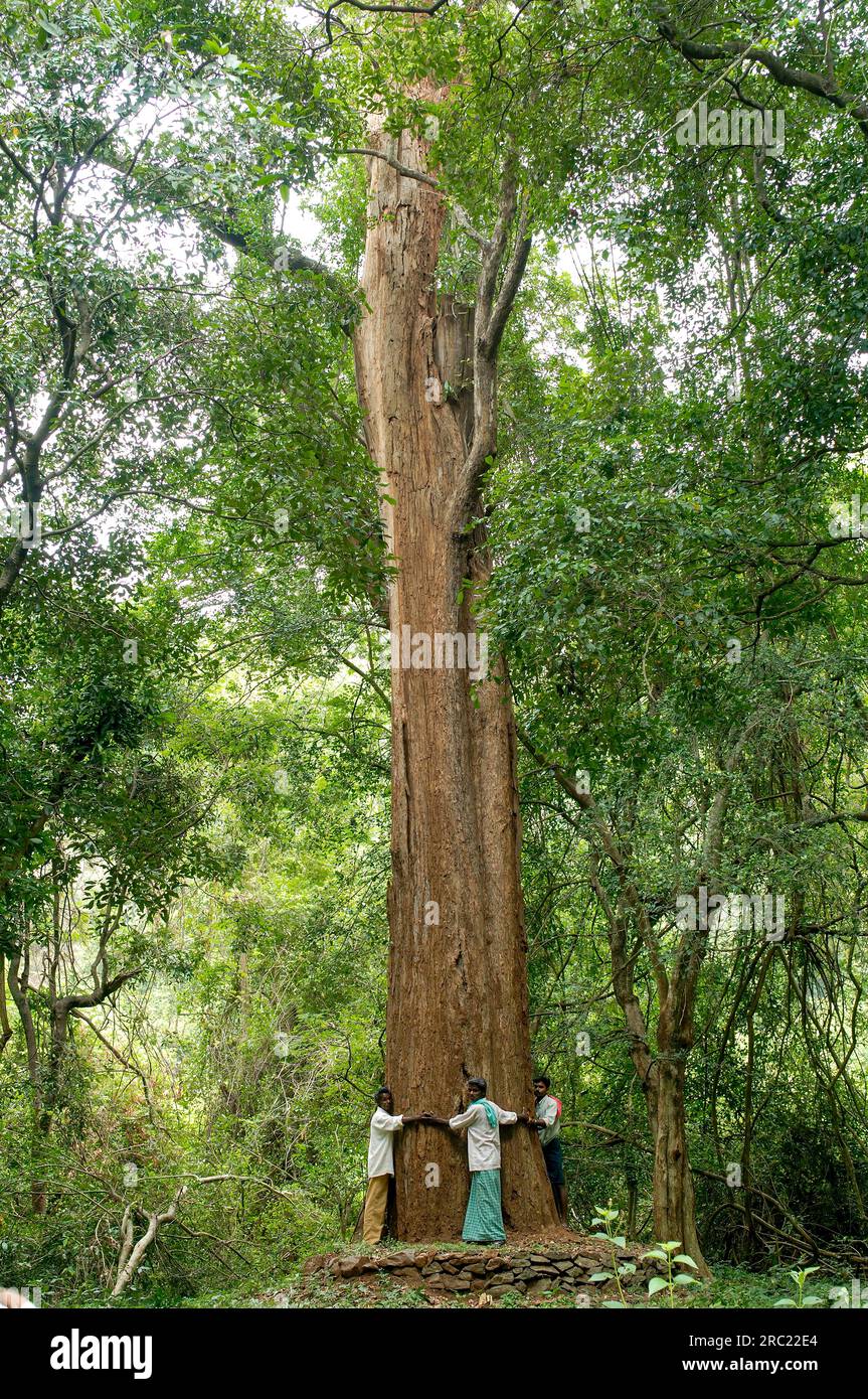 7 metre girth largest Rose wood (Dalbergia latifolia) (Dalbergia emarginata) tree in Yanai Pallam near Pillur Pilloor Dam of Western Ghats in Stock Photo