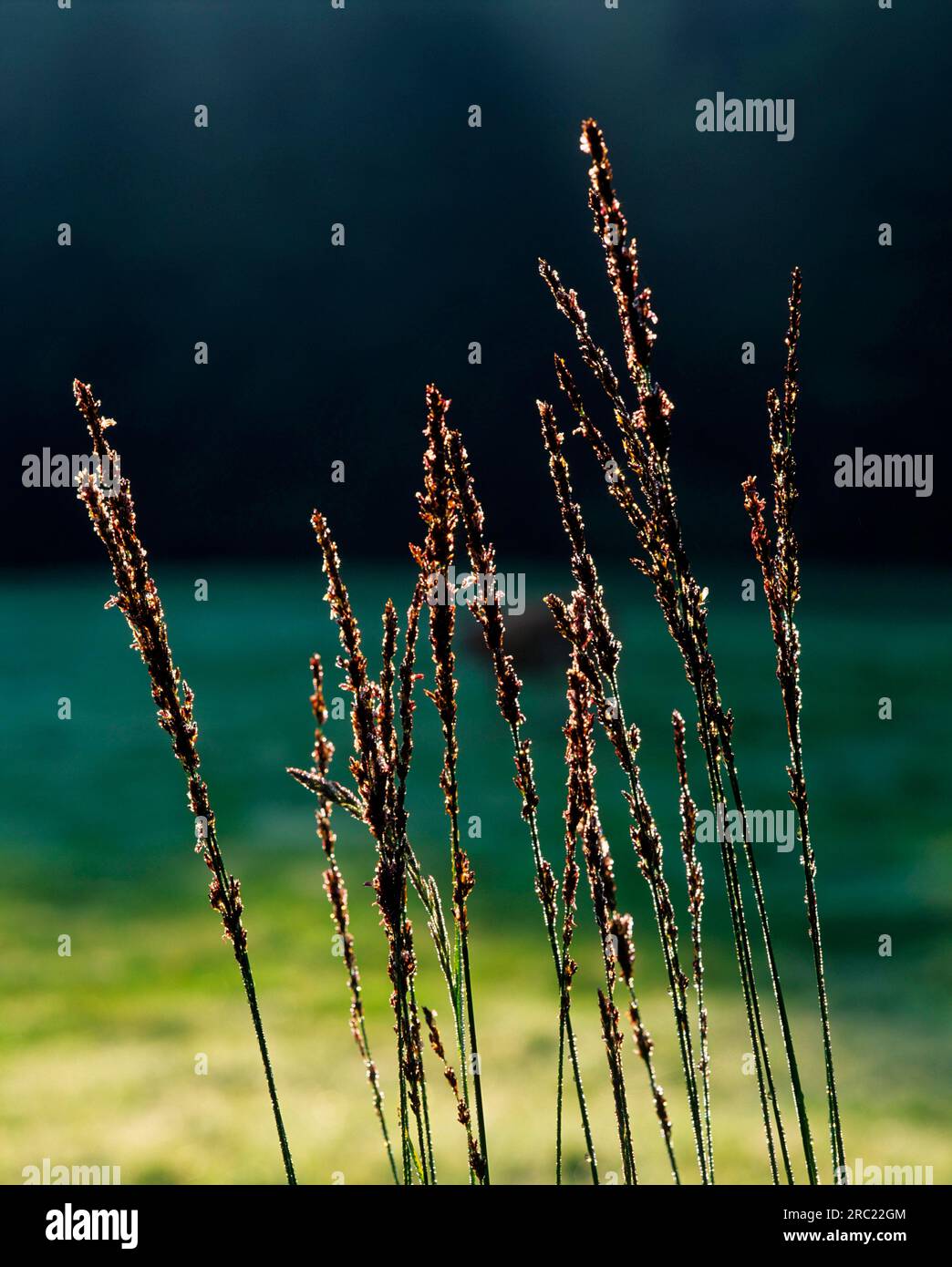 Purple Moor Grass (Molinia caerulea) Stock Photo