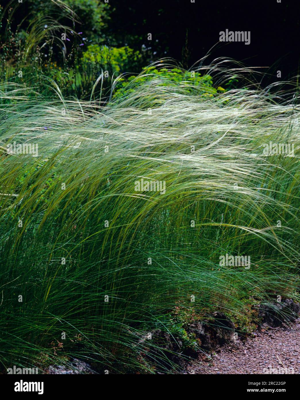 Pennate grass (Stipa pennata) Stock Photo