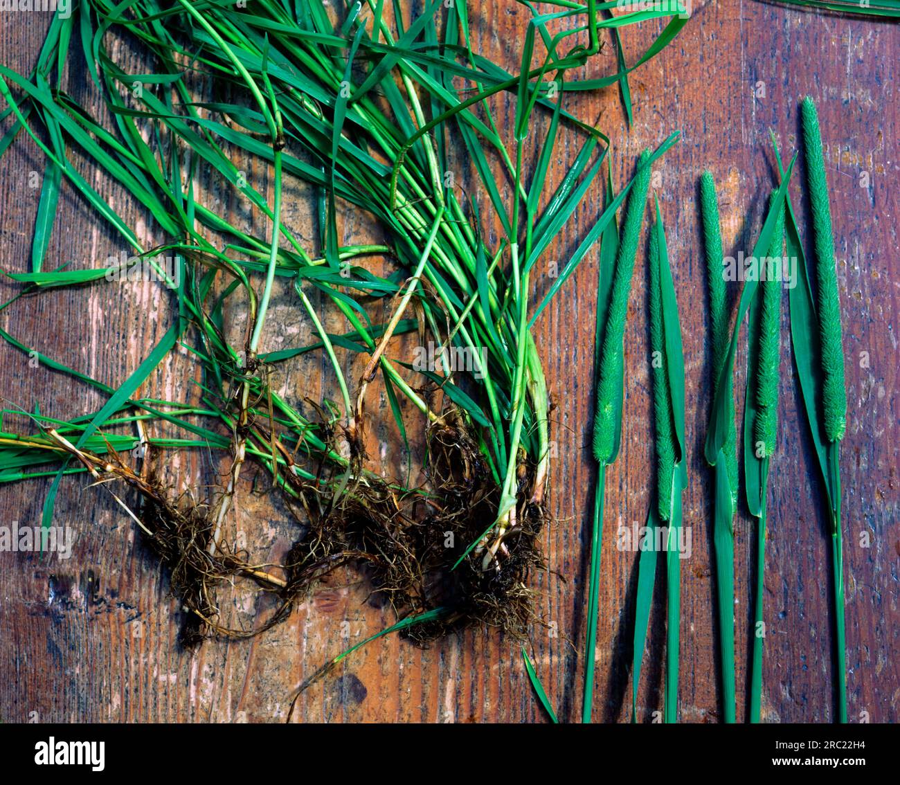 Timothy-grass (Phleum pratense), stalks with roots, ears Stock Photo
