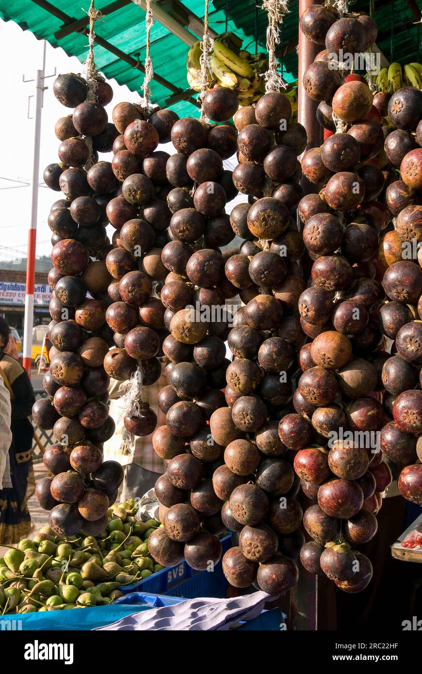 Purple mangosteen (Garcinia mangostana) fruits at Ooty Udhagamandalam