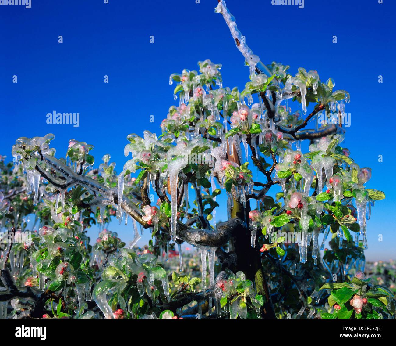Apple blossoms (malus) in ice, apple, icicle, onset of winter, frost