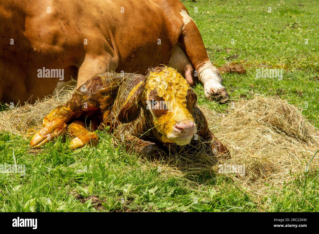 A 5 minute old newborn calf is lying on its side next to its cow mother. Stock Photo