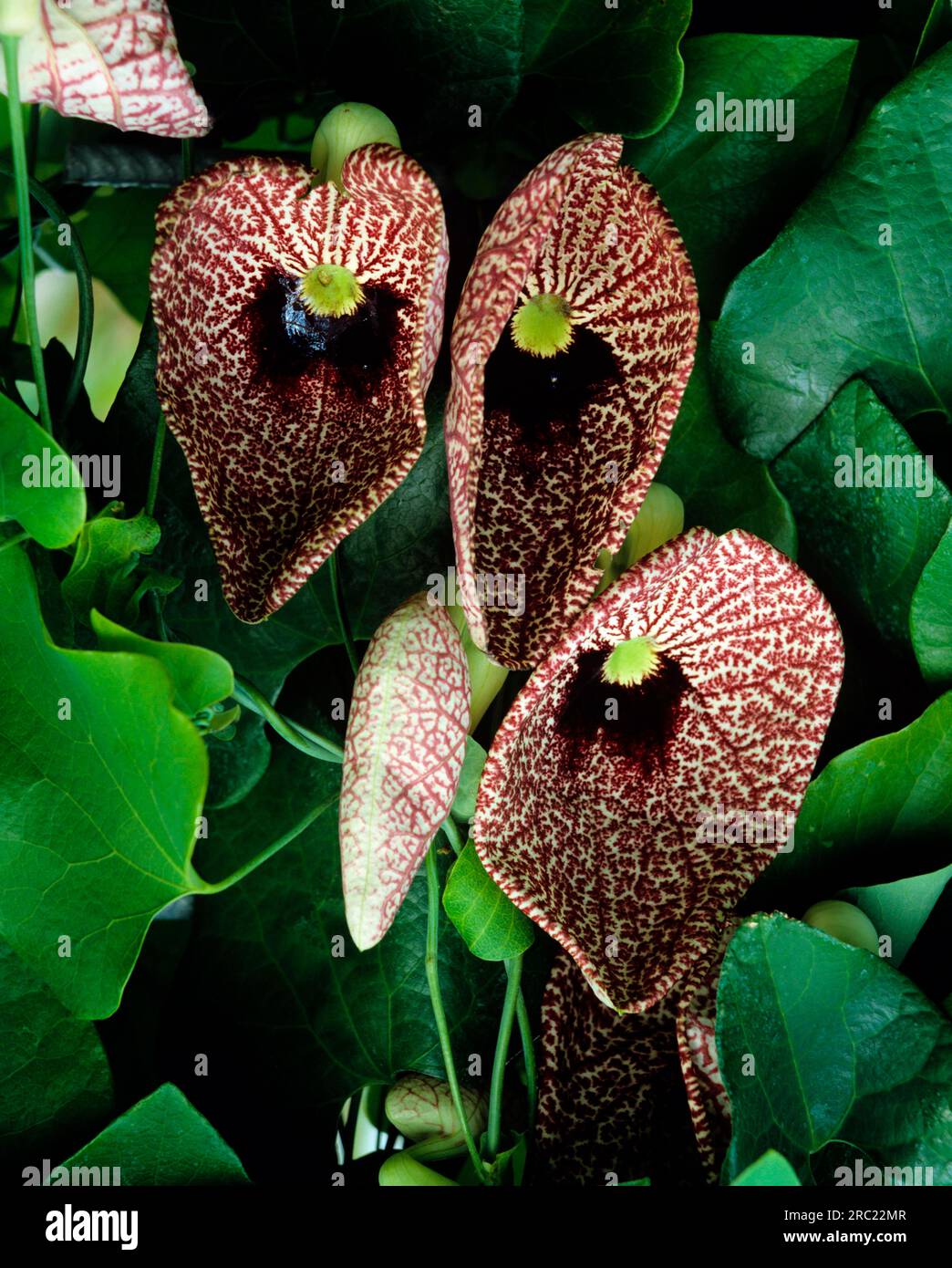 South American pipe-flower (Aristolochia littoralis) nische Pfeifenblume, pelican flower Stock Photo