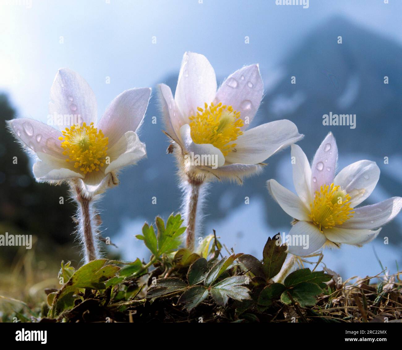 Spring pasque flower (Pulsatilla vernalis) Stock Photo