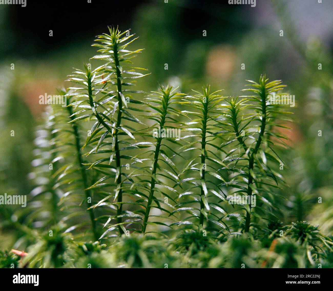 Interrupted club-moss) Stock Photo