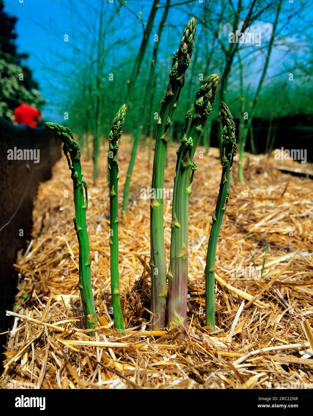 Green asparagus (Asparagus officinalis Stock Photo Alamy
