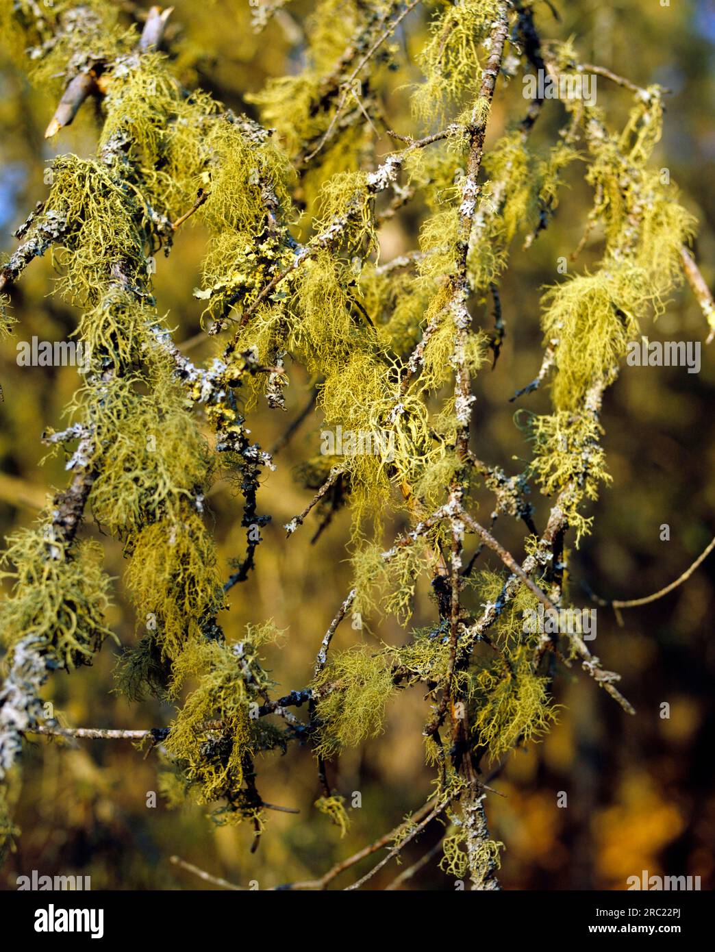 Bearded lichen (Usnea barbata) Stock Photo