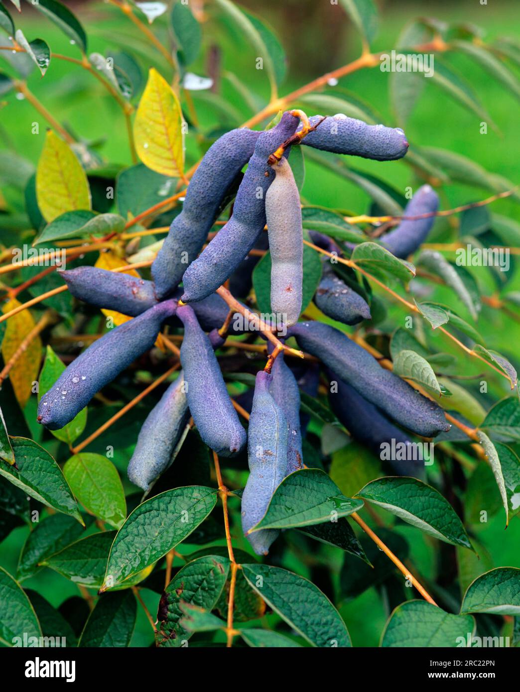 Blue pods (Decaisnea fargesii), finger fruits, Lardizabalaceae Stock Photo
