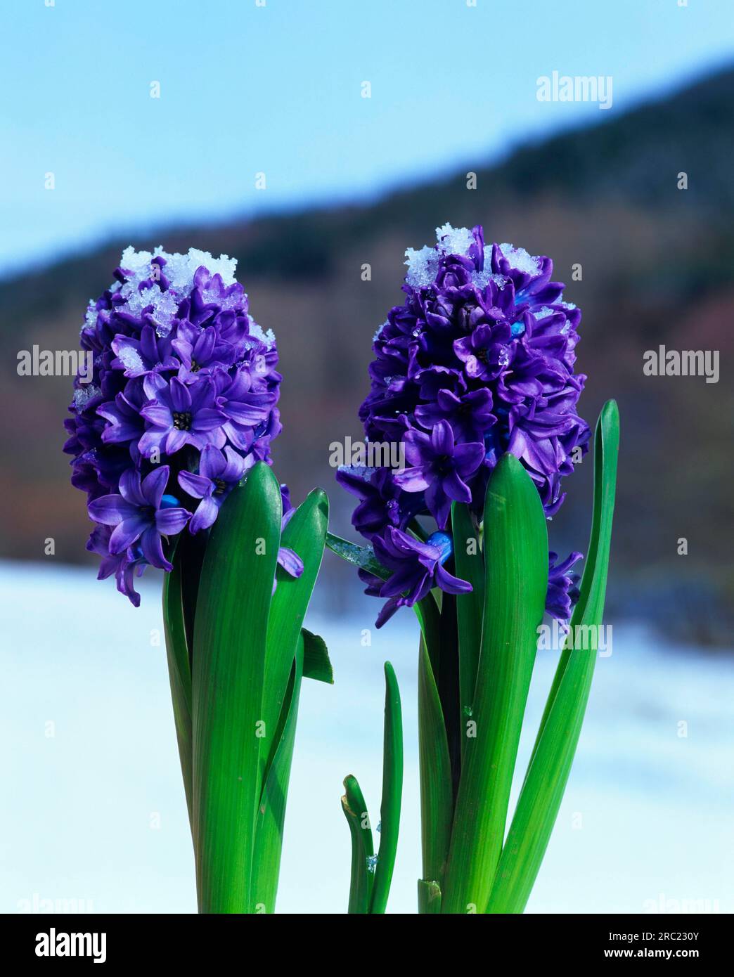 Hyacinths (Hyacinthus orientalis hybride) Stock Photo