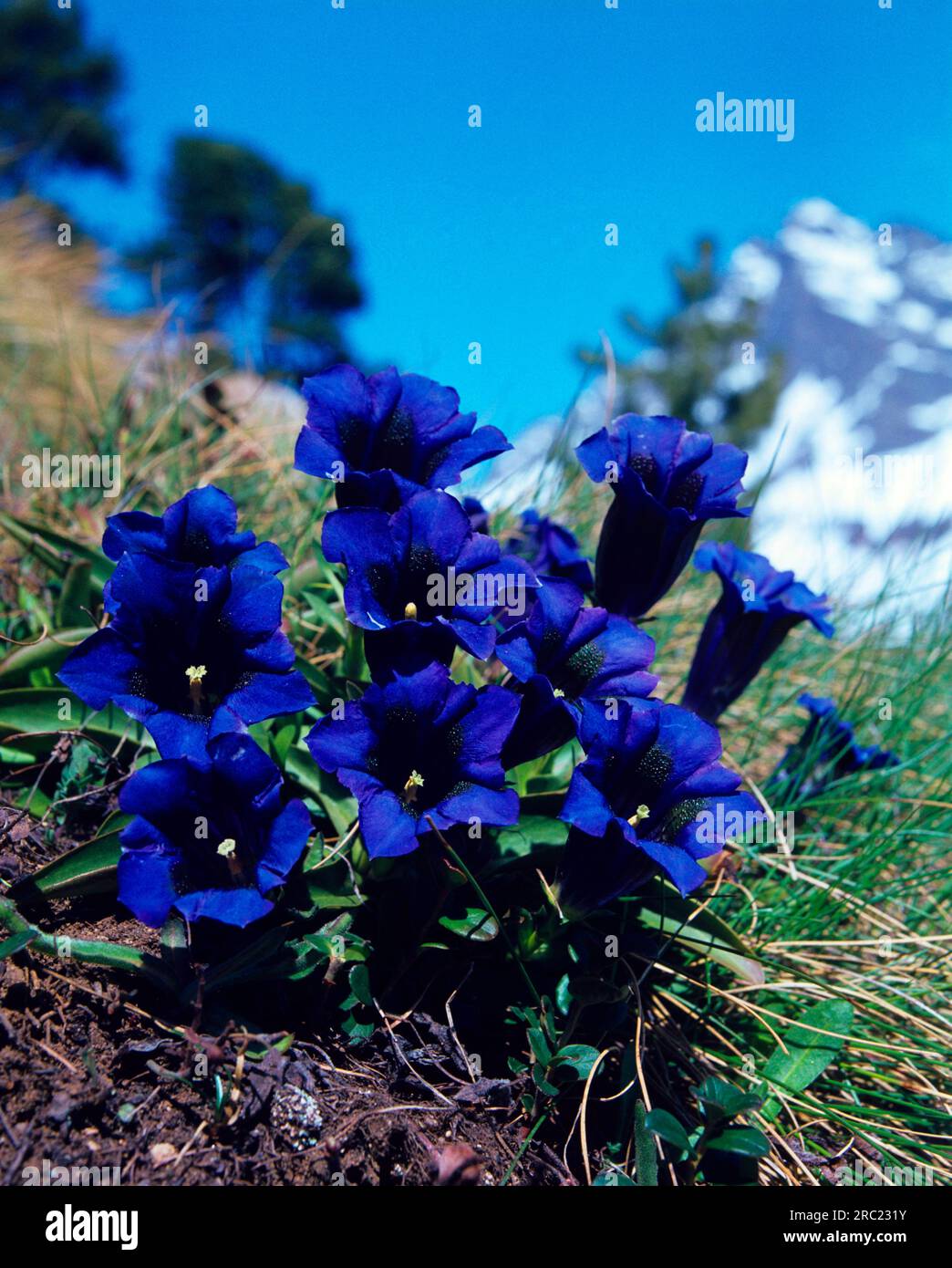 Stemless gentian (Gentiana acaulis) (Gentiana kochiana), Koch's gentian, Broad-leaved gentian, Broad-leaved gentian Stock Photo