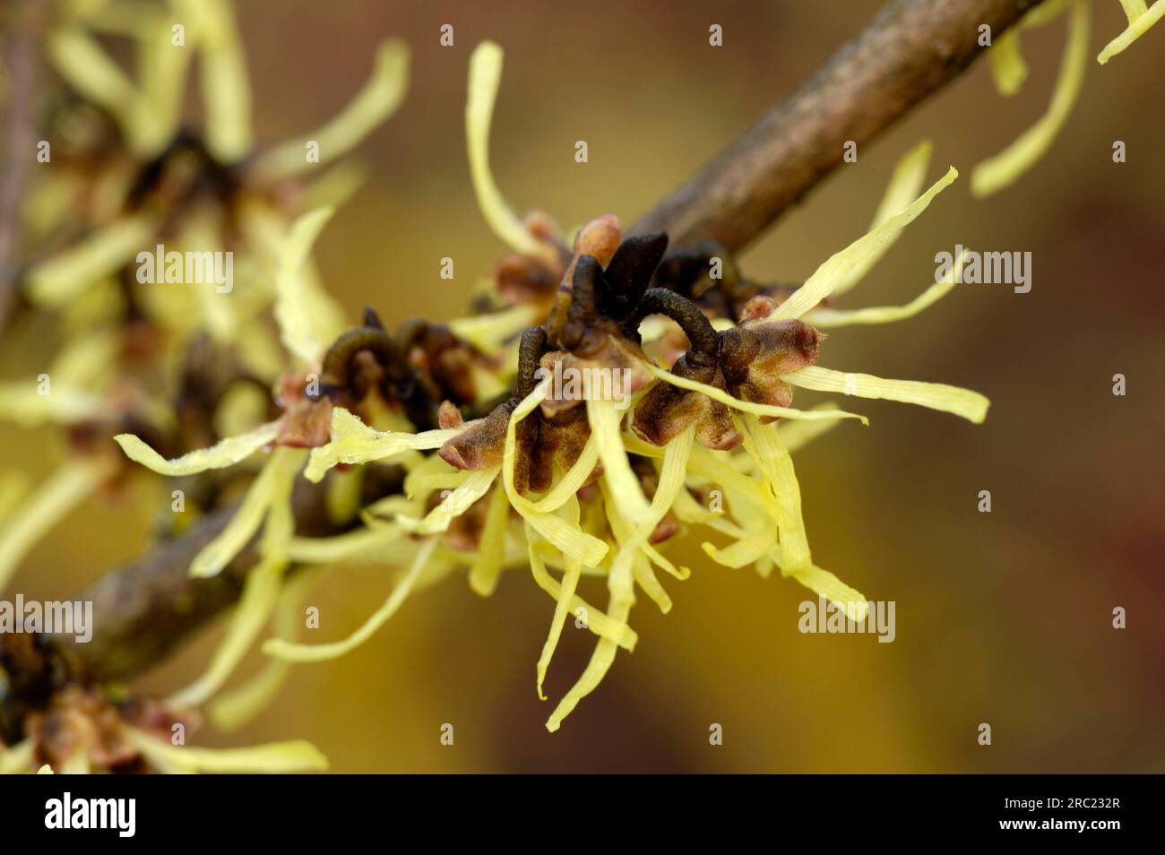 Small-flowered Hamamelis japonica, Japanese Hamamelis japonica ...