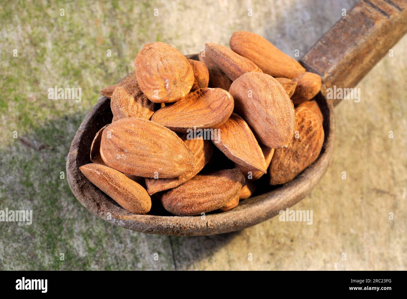 Bitter almonds (Prunus amygdalus amara Stock Photo Alamy