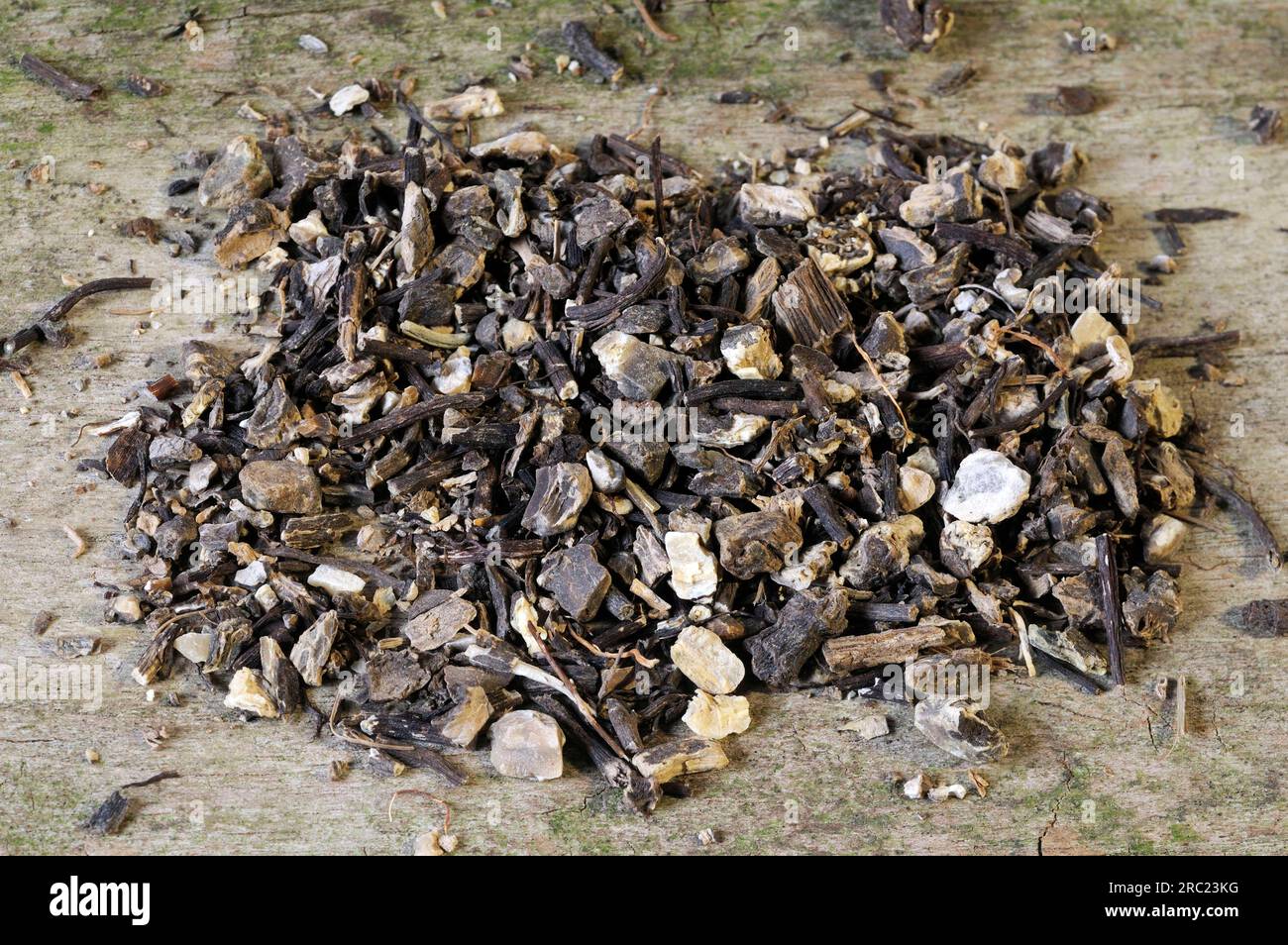 Black Cohosh (Rhizoma Cimicifugae) (Cimicifuga racemosa), Black Snake Root, Cimicifuga Root, Wild Snake Root, American Snake Root, Perennial Stock Photo