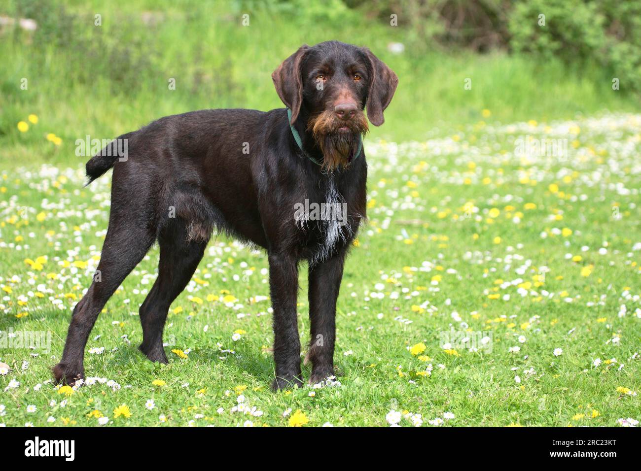 German Wirehair, German Wirehaired Pointers, male, tail docked Stock