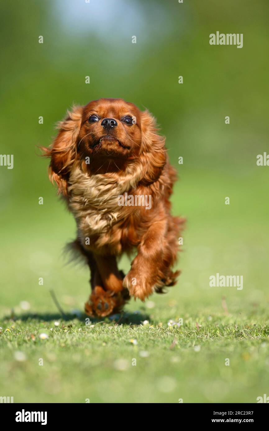 Cavalier King Charles Spaniel, ruby, 10 months Stock Photo