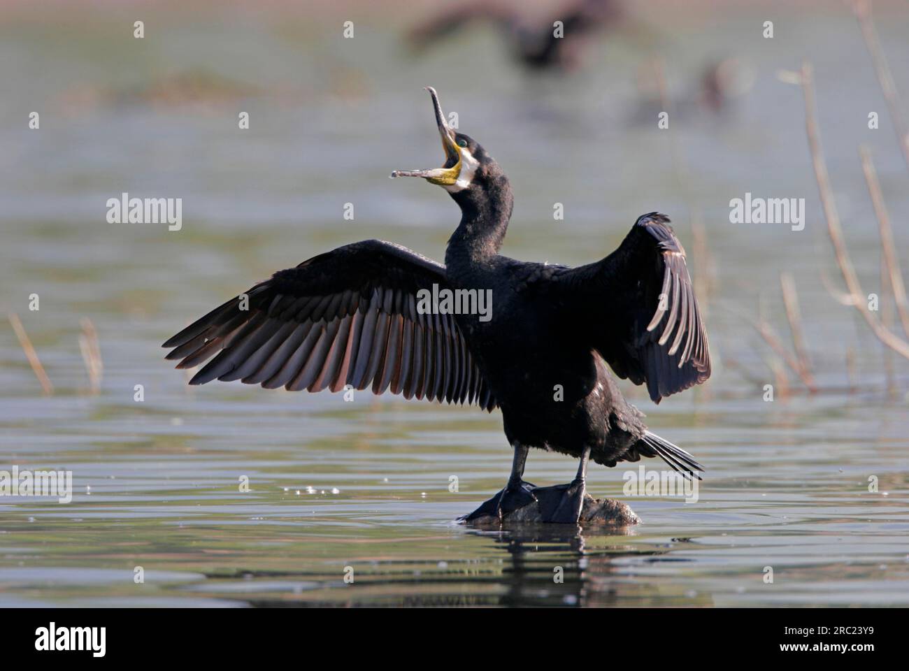 Cormorant, Greece (Phalacrocorax carbo), wings Stock Photo