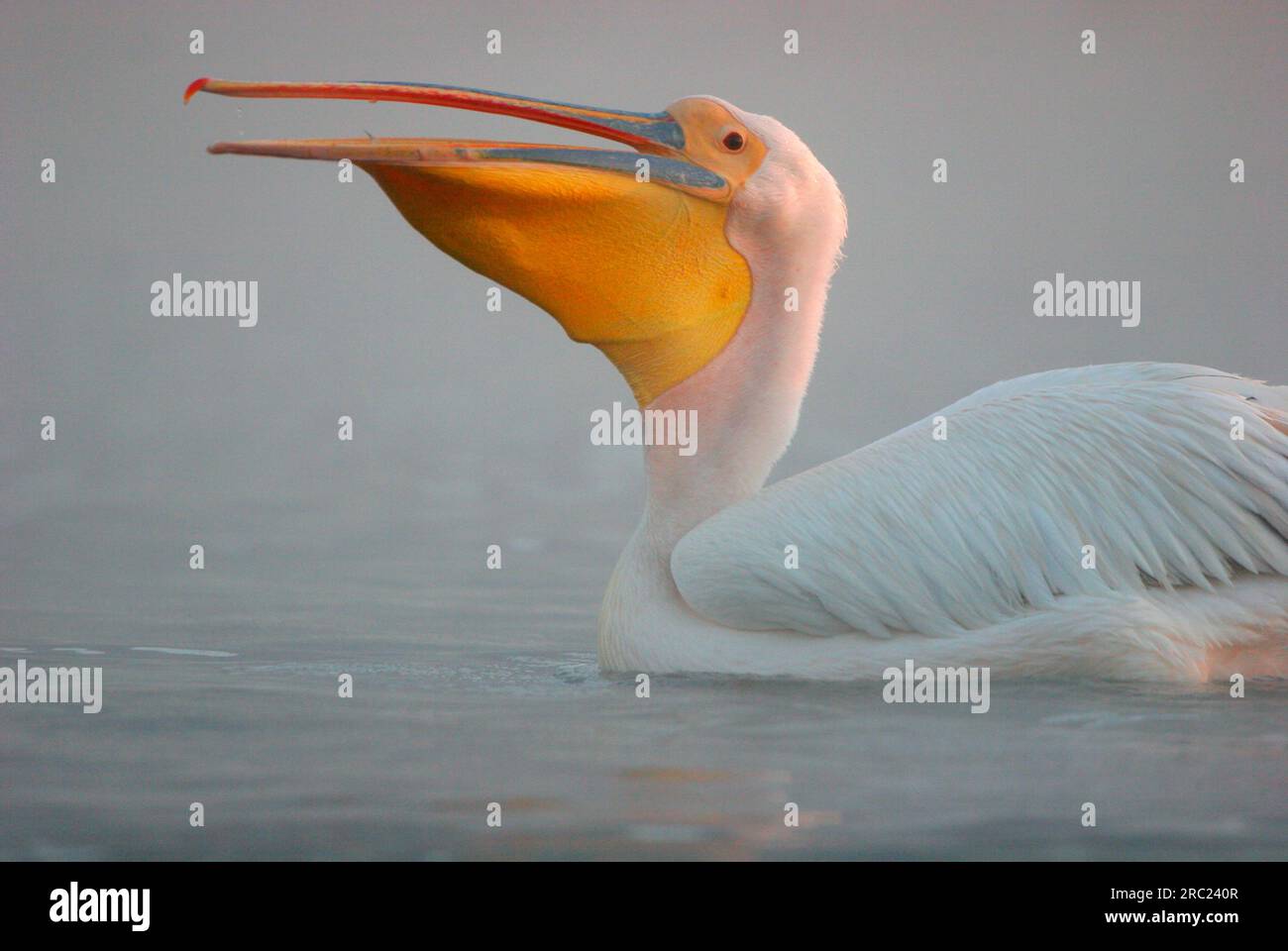 White Pelican (Pelecanus onocrotalus), Greece Stock Photo
