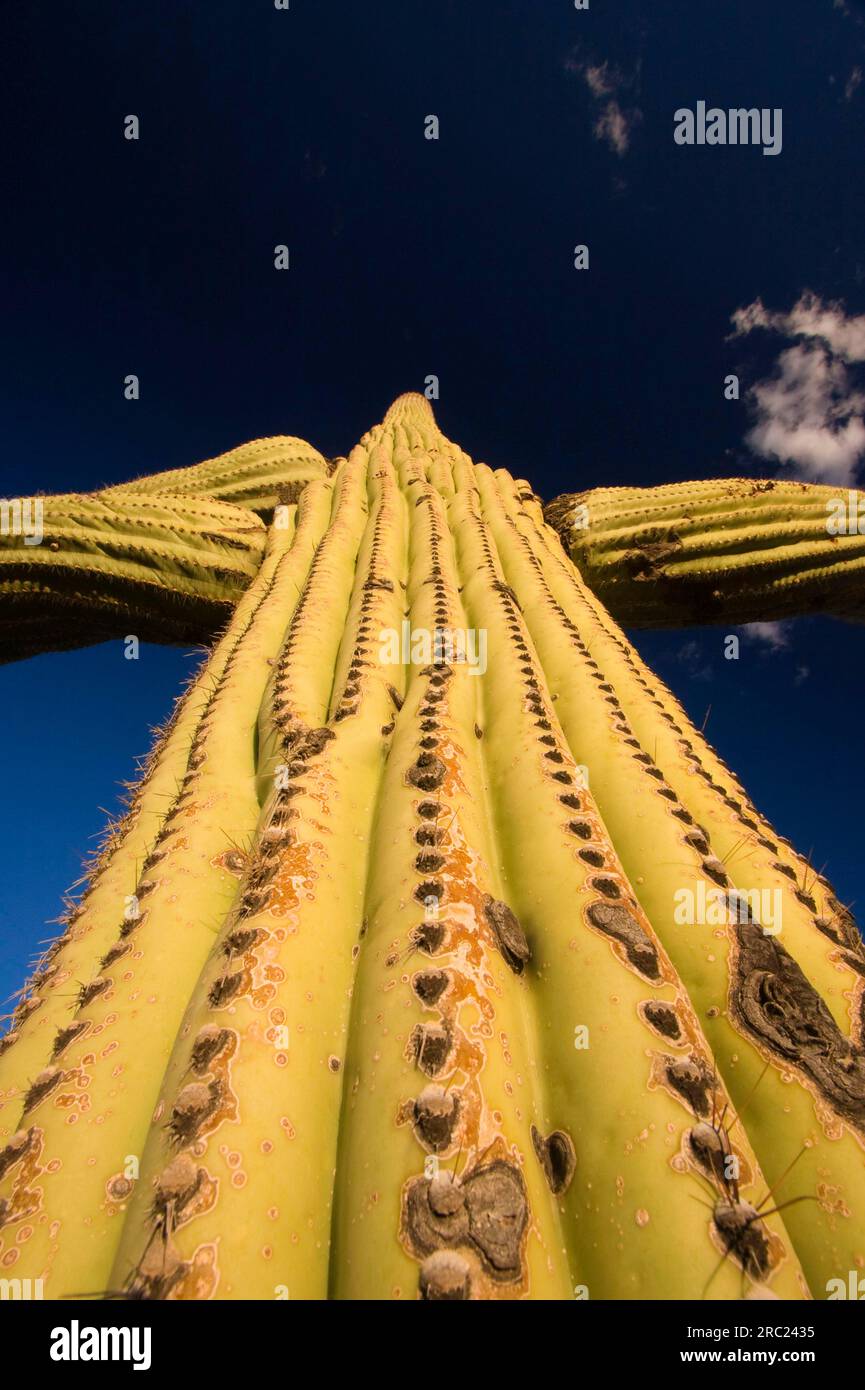 Saguaro (Carnegiea gigantea) cactus, Saguaro National Park, California ...