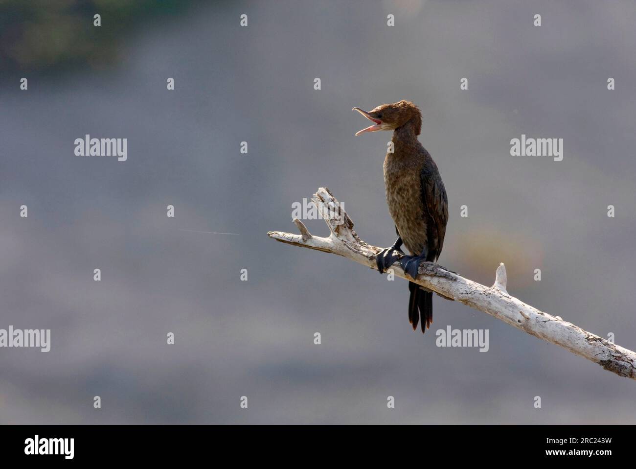 Pygmy Cormorant (Phalacrocorax pygmeus), juvenil, Greece Stock Photo