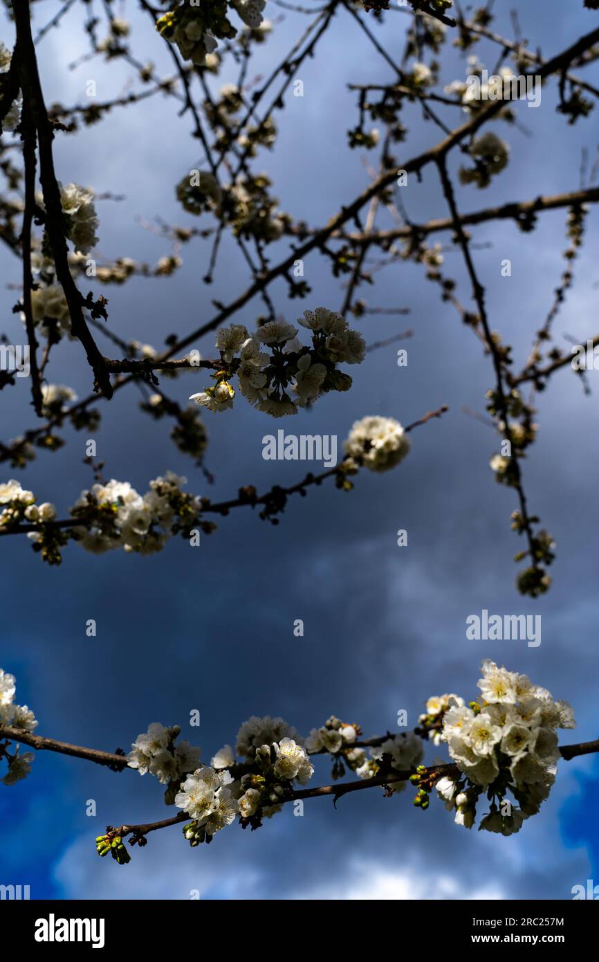 Cherry blossom in spring, Pyrenees Orientales, France Stock Photo - Alamy