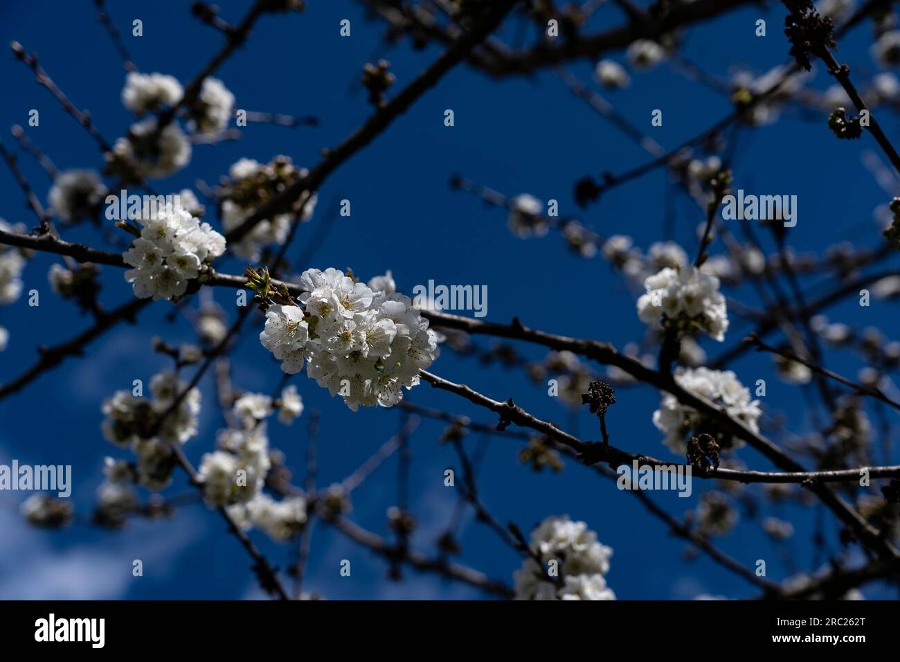Cherry blossom in spring, Pyrenees Orientales, France Stock Photo