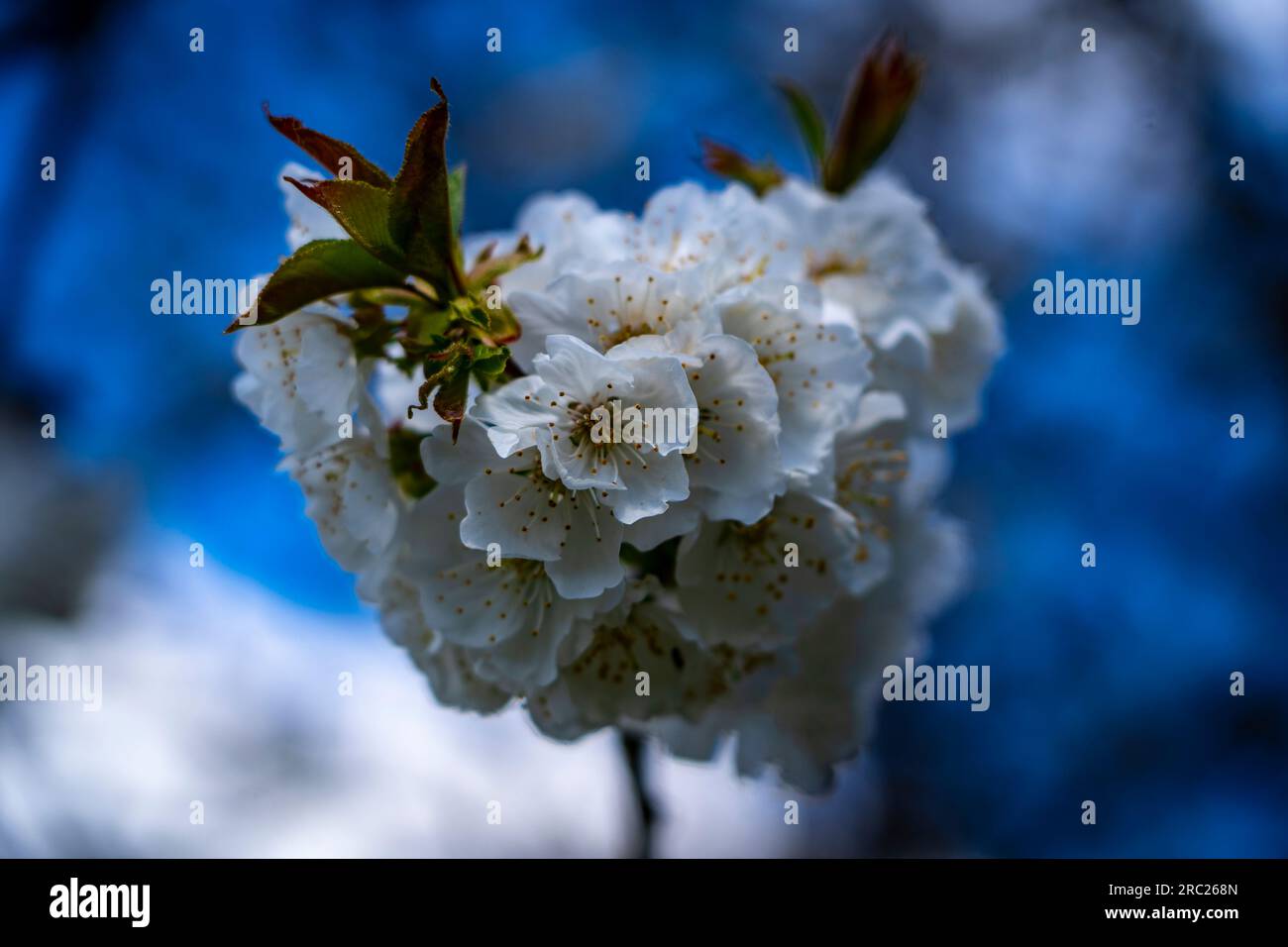 Cherry blossom in spring, Pyrenees Orientales, France Stock Photo