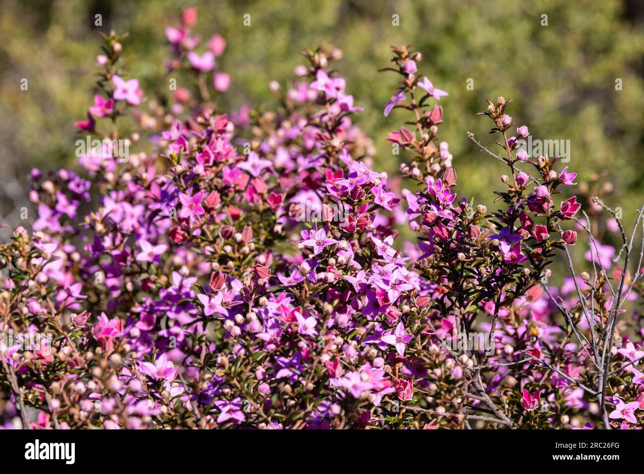 Australian Boronia plant in flower Stock Photo