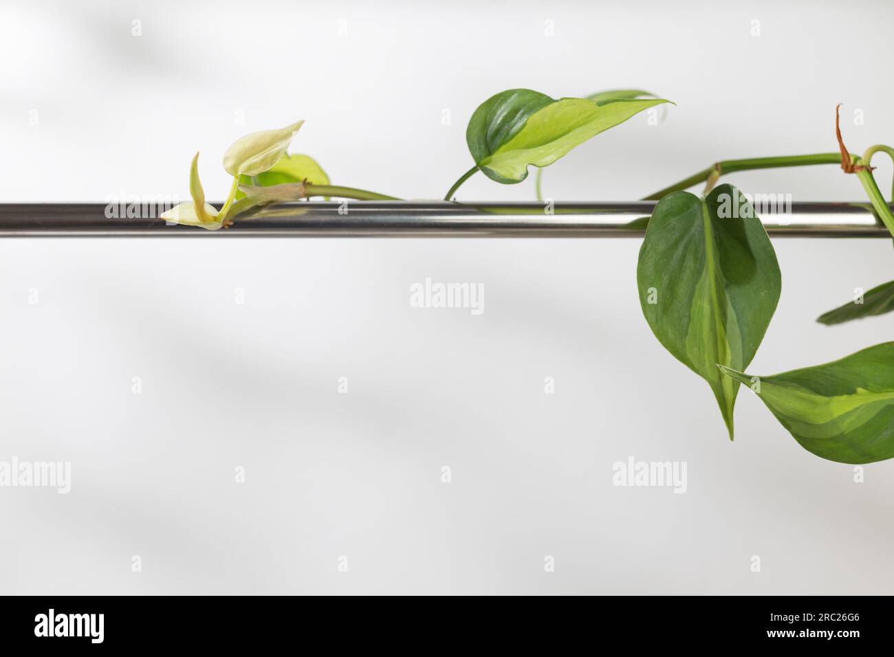 Philodendron cream splash Stock Photo - Alamy