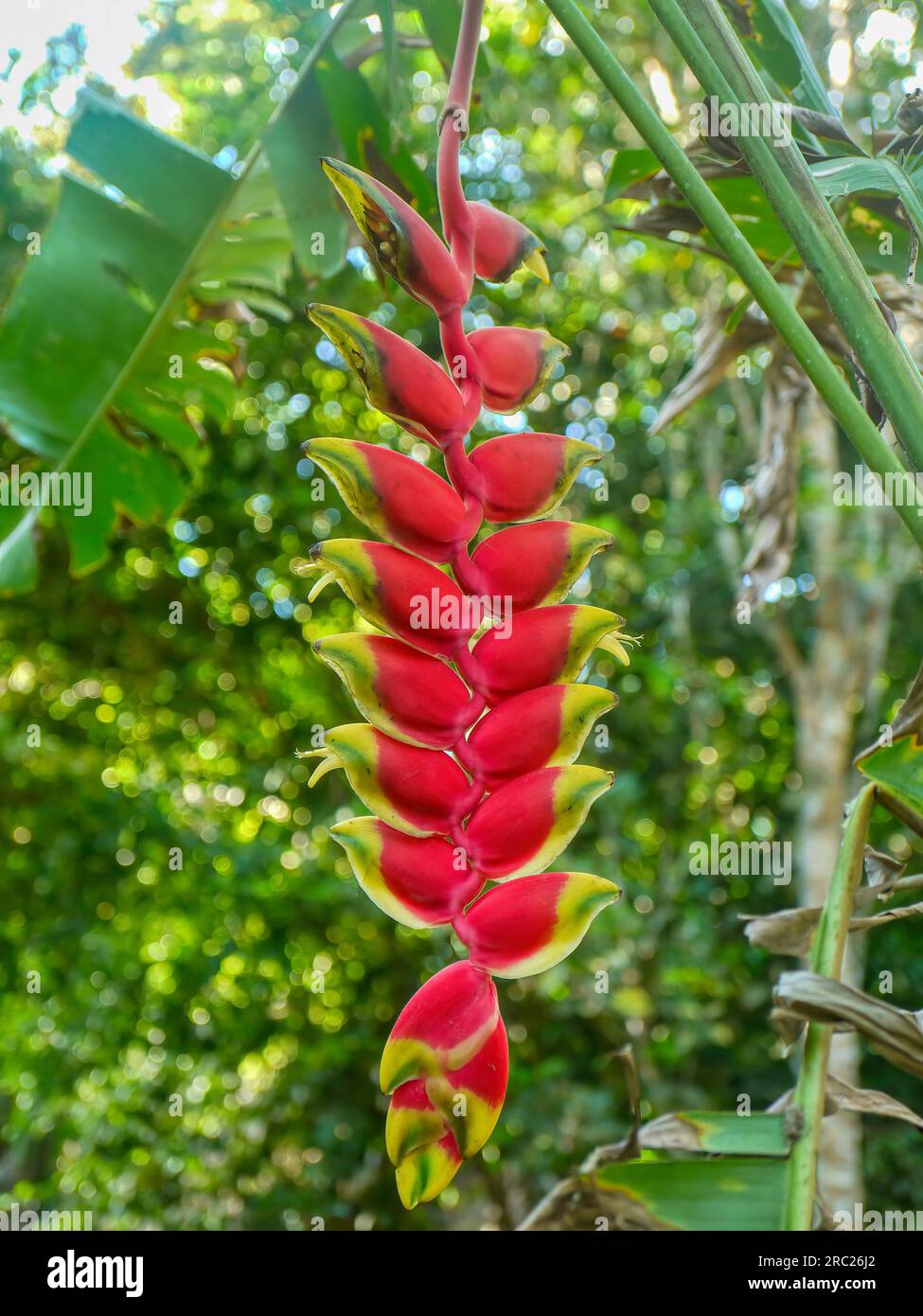 The spectacular Heliconia rostrata, commonly known as the hanging lobster claw, fishtail heliconia or false bird of paradise, is a herbaceous perennia Stock Photo