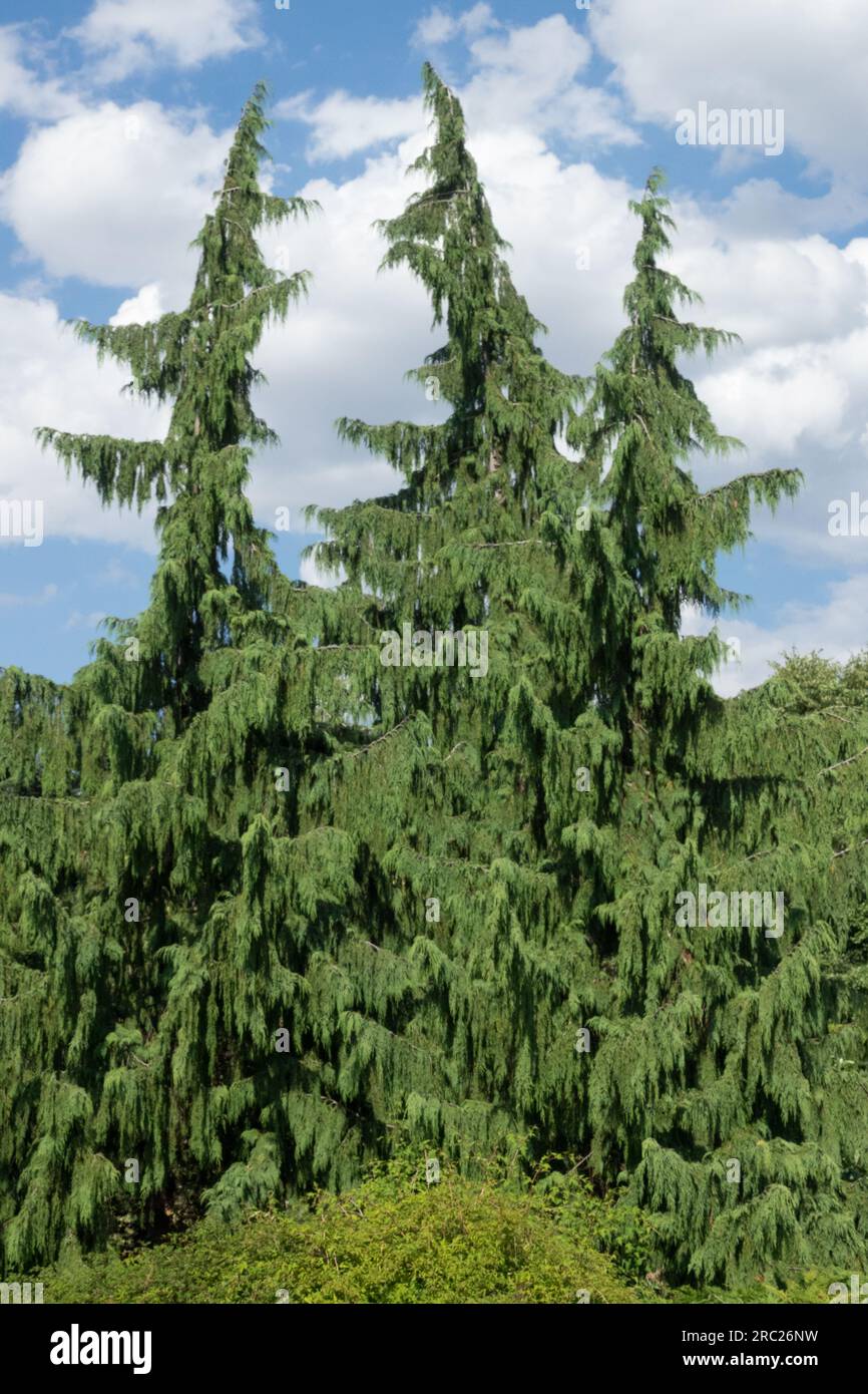 Nootka Cypress, Tree, Chamaecyparis nootkatensis 'Pendula' Xanthocyparis nootkatensis Stock Photo