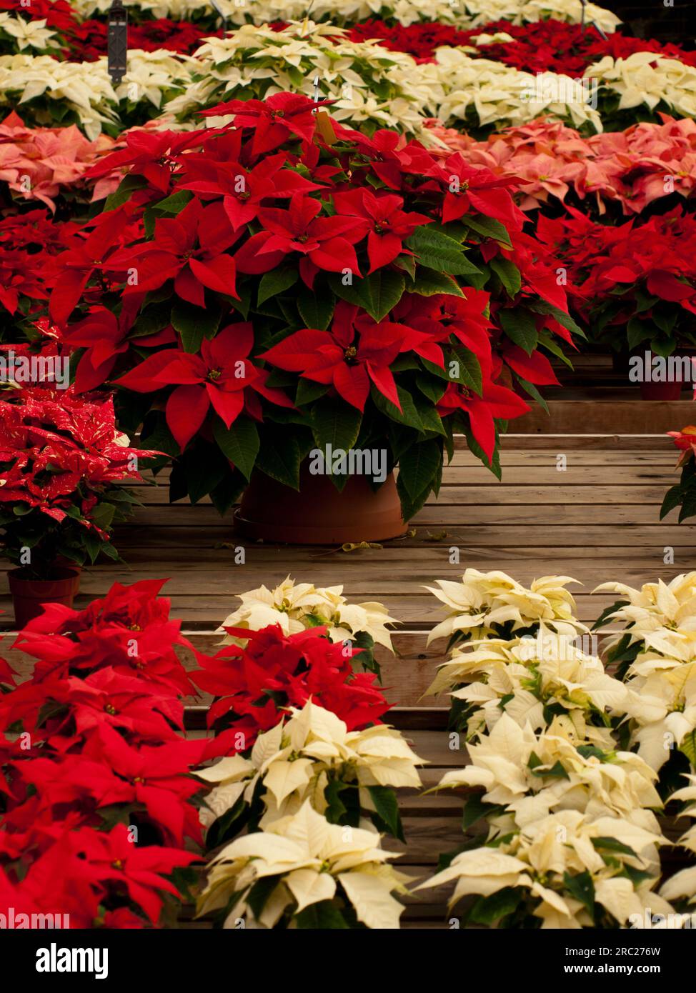 Christmas Plant Stock Photo