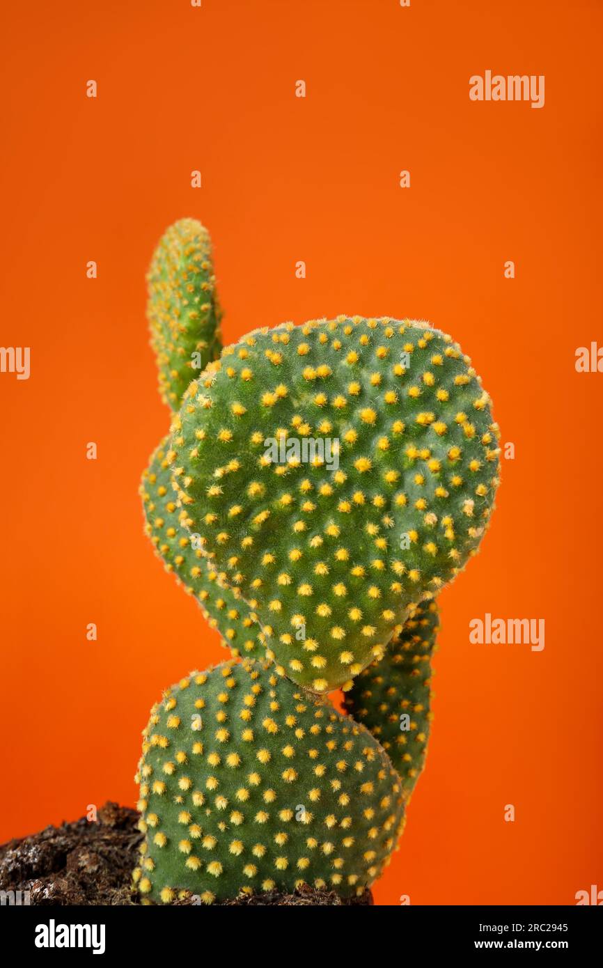 Beautiful green Opuntia cactus on orange background Stock Photo Alamy