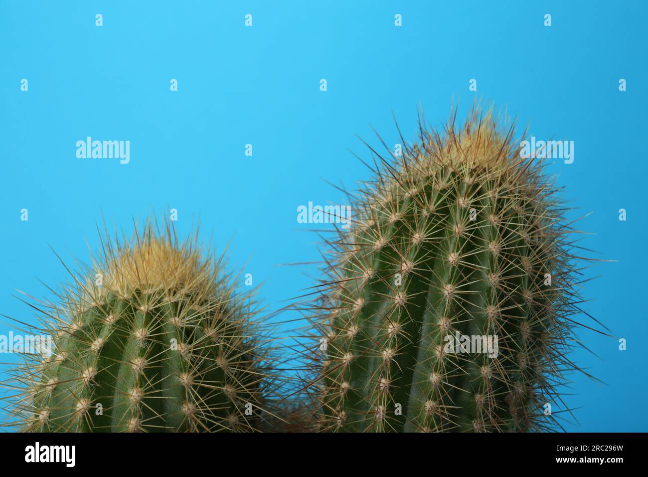 Beautiful green cactus on light blue background, closeup. Tropical plant Stock Photo