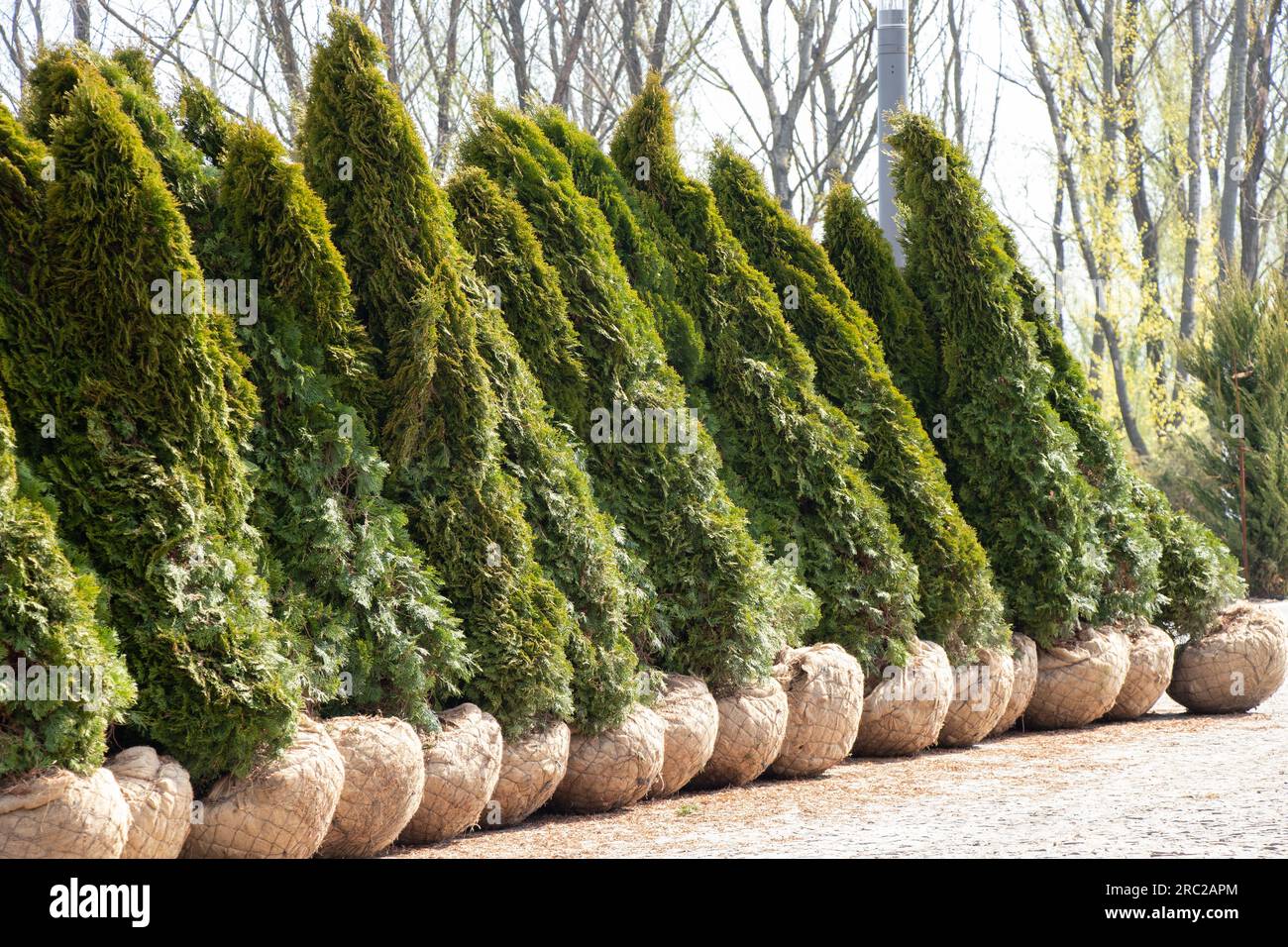 Planting thuja in pakri in Ukraine in the spring in the sun in the city of Dnipro, landscaping the city, thuja with a root in a bag Stock Photo