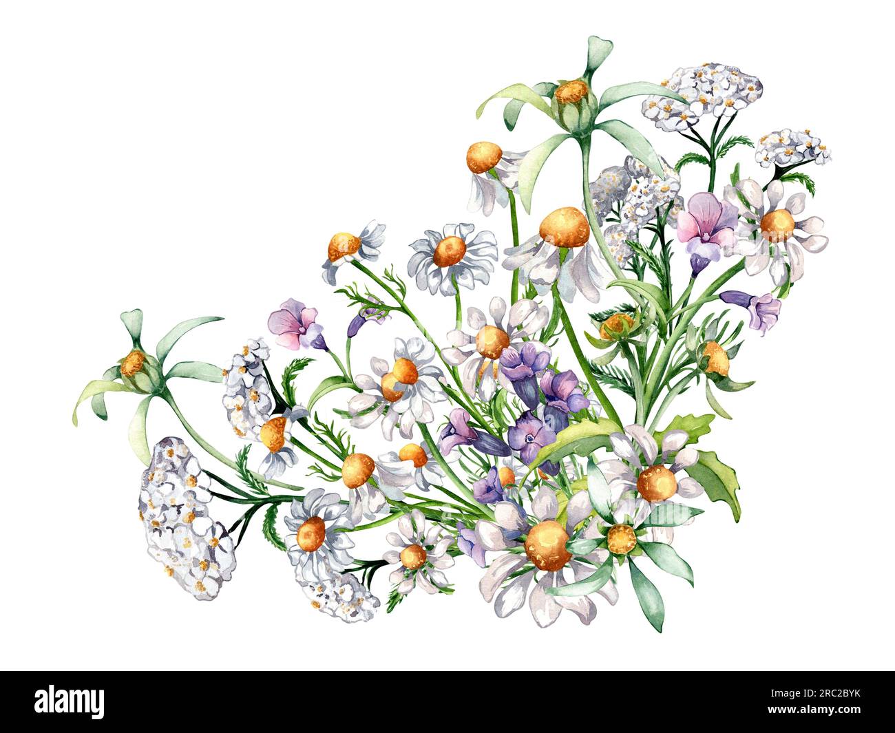 Composition of chamomile, yarrow, three lobe beggartick medicinal plants watercolor illustration isolated on white. Purple, yellow flower hand drawn. Stock Photo