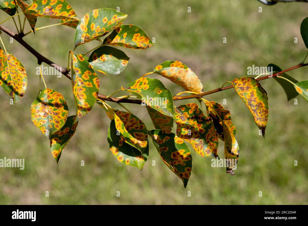 European Pear Rust (Gymnosporangium sabinae) on a pear tree. Stock Photo
