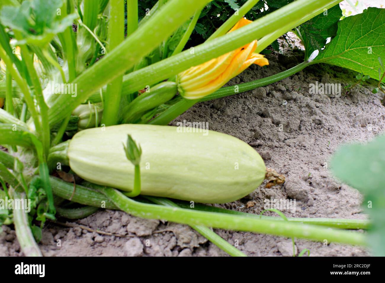 Over Ripe Zuchini Ripe zucchini growing healthy food hi-res stock photography and images ...