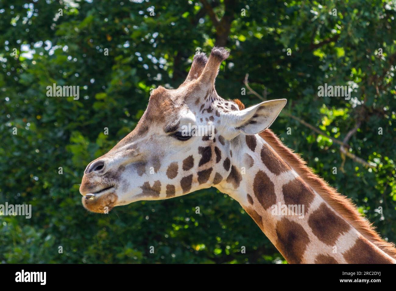 Head of Rothschild's giraffe (Giraffa camelopardalis rothschildi) in ...