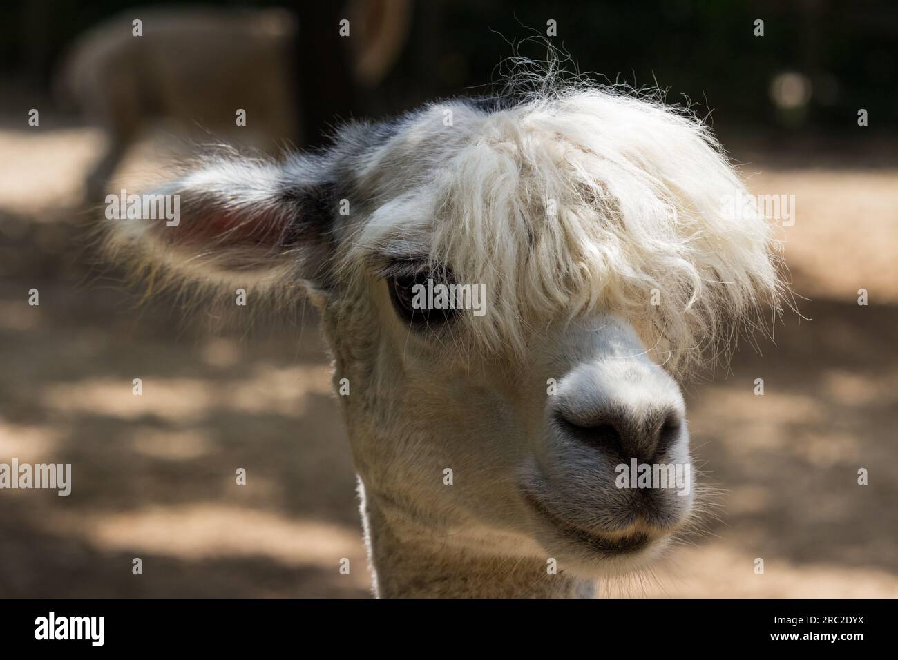 Llama (Lama glama) head Stock Photo
