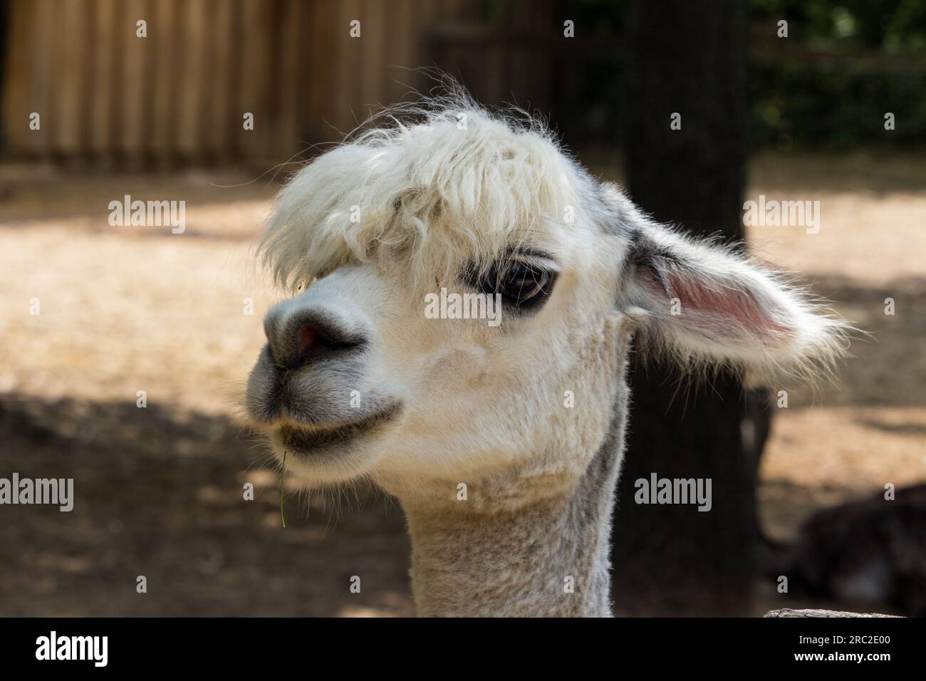 Llama (Lama glama) head Stock Photo