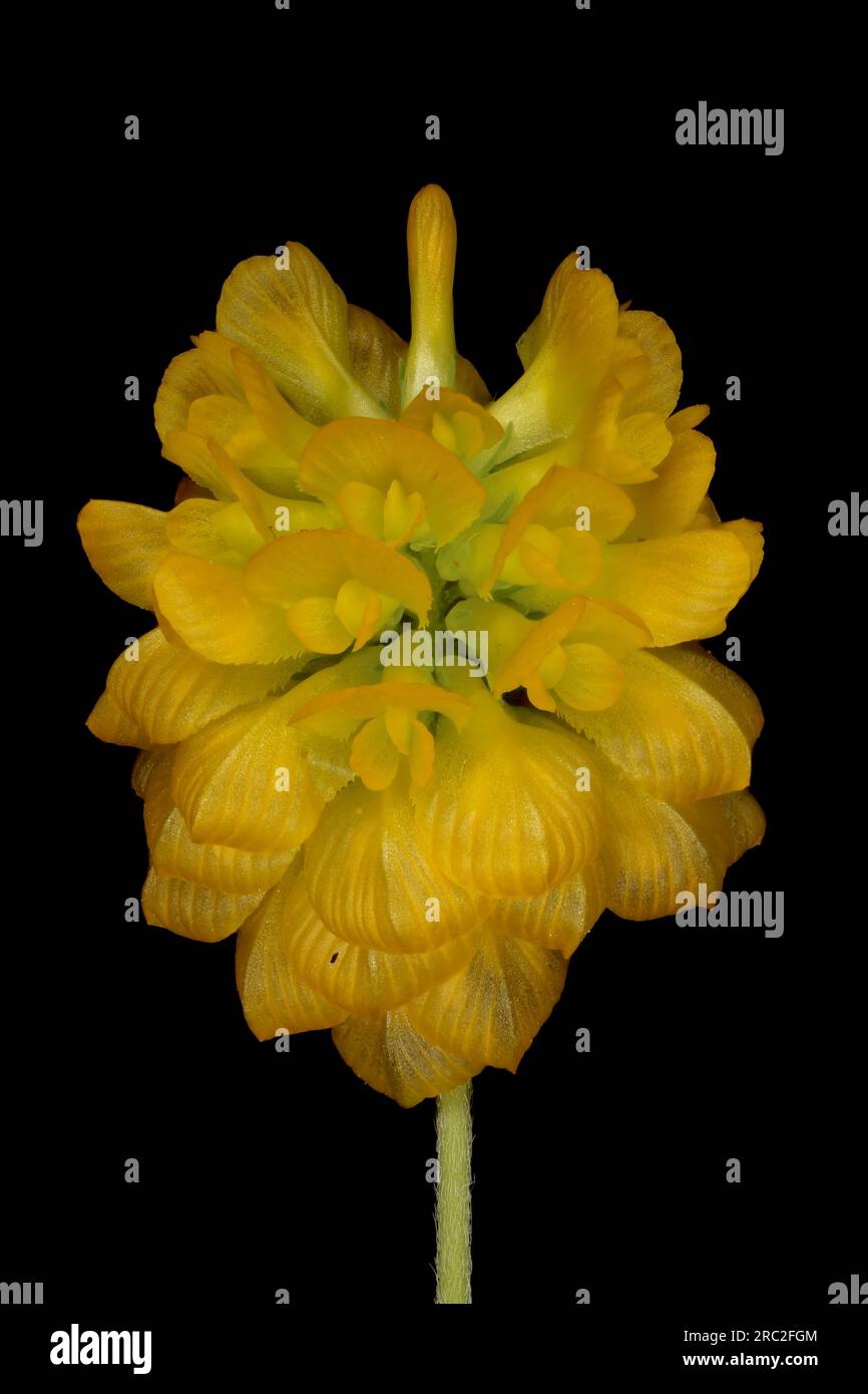 Large Trefoil (Trifolium aureum). Inflorescence Closeup Stock Photo