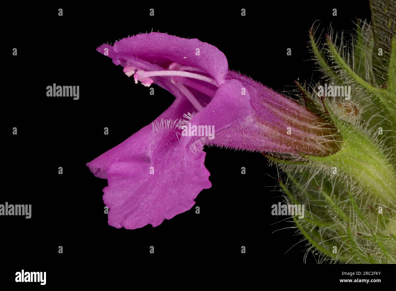 Wild Basil (Clinopodium vulgare). Flower Closeup Stock Photo