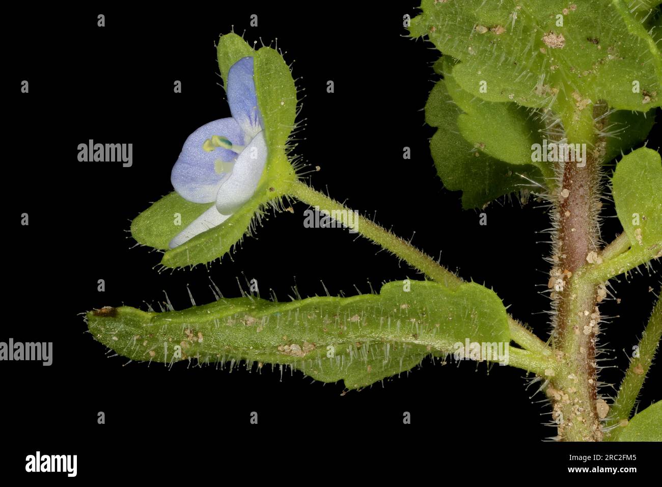 Green Field Speedwell (Veronica agrestis). Flower Closeup Stock Photo