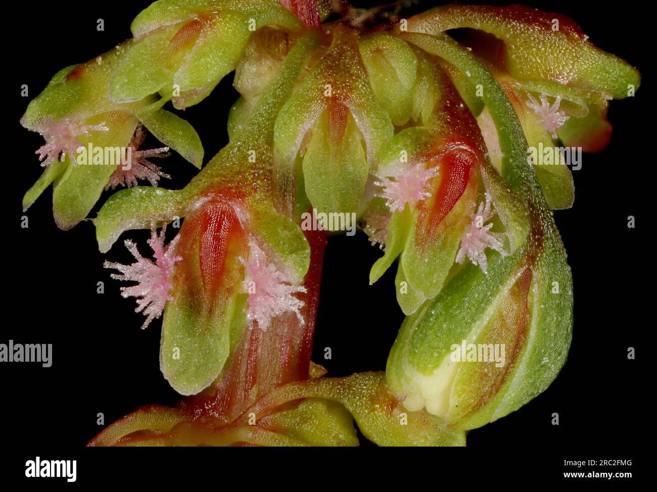 Broad-Leaved Dock (Rumex obtusifolius subsp. obtusifolius). Flowers Closeup Stock Photo